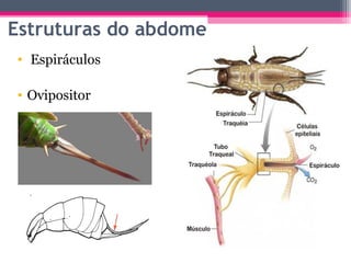 Estruturas do abdome
• Espiráculos

• Ovipositor
 