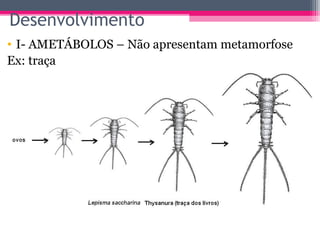 Desenvolvimento
• I- AMETÁBOLOS – Não apresentam metamorfose
Ex: traça
 