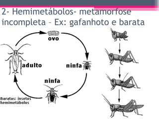 2- Hemimetábolos- metamorfose
incompleta – Ex: gafanhoto e barata
 