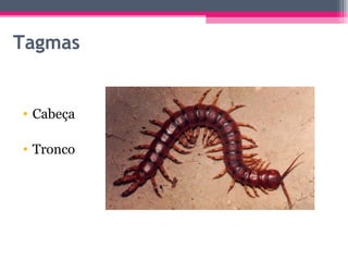 Tagmas


• Cabeça

• Tronco
 