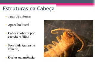 Estruturas da Cabeça
 • 1 par de antenas

 • Aparelho bucal

 • Cabeça coberta por
   escudo cefálico

 • Forcípula (garra de
   veneno)

 • Ocelos ou ausência
 