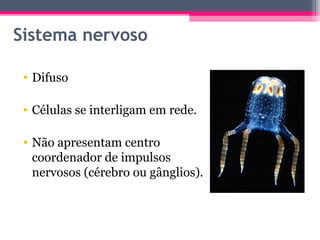 Sistema nervoso

 • Difuso

 • Células se interligam em rede.

 • Não apresentam centro
   coordenador de impulsos
   nervosos (cérebro ou gânglios).
 