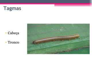 Tagmas



• Cabeça

• Tronco
 