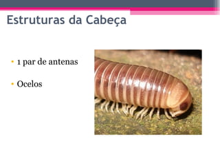 Estruturas da Cabeça


• 1 par de antenas

• Ocelos
 
