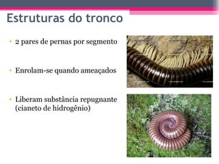 Estruturas do tronco
• 2 pares de pernas por segmento


• Enrolam-se quando ameaçados


• Liberam substância repugnante
  (cianeto de hidrogênio)
 