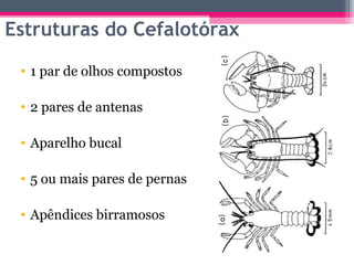 Estruturas do Cefalotórax
 • 1 par de olhos compostos

 • 2 pares de antenas

 • Aparelho bucal

 • 5 ou mais pares de pernas

 • Apêndices birramosos
 