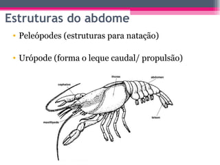 Estruturas do abdome
 • Peleópodes (estruturas para natação)

 • Urópode (forma o leque caudal/ propulsão)
 