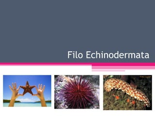 Filo Echinodermata
 