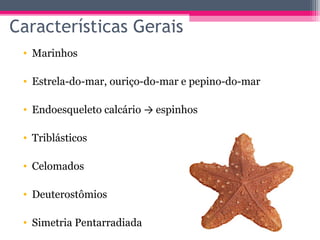 Características Gerais
 • Marinhos

 • Estrela-do-mar, ouriço-do-mar e pepino-do-mar

 • Endoesqueleto calcário → espinhos

 • Triblásticos

 • Celomados

 • Deuterostômios

 • Simetria Pentarradiada
 