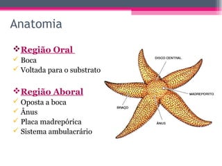 Anatomia
Região Oral
 Boca
 Voltada para o substrato

Região Aboral
 Oposta a boca
 Ânus
 Placa madrepórica
 Sistema ambulacrário
 