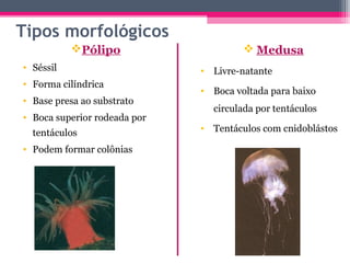 Tipos morfológicos
           Pólipo                      Medusa
• Séssil                      • Livre-natante
• Forma cilíndrica
                              • Boca voltada para baixo
• Base presa ao substrato
                                circulada por tentáculos
• Boca superior rodeada por
  tentáculos                  • Tentáculos com cnidoblástos

• Podem formar colônias
 