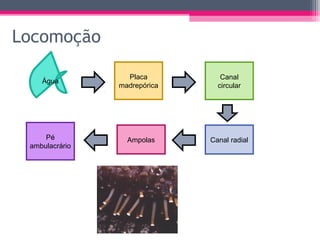 Locomoção

                  Placa          Canal
    Água
                madrepórica     circular




     Pé           Ampolas     Canal radial
 ambulacrário
 