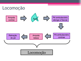 Locomoção
  Ampola                 Pé ambulacrário
               Água
  contrai                alonga e fixa-se




  Retração     Ampola     Pé ambulacrário
   do pé        relaxa        contrae




             Locomoção
 