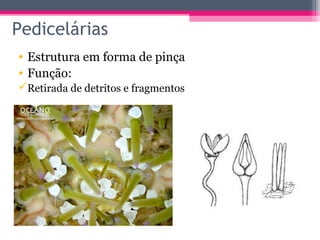 Pedicelárias
• Estrutura em forma de pinça
• Função:
Retirada de detritos e fragmentos
 