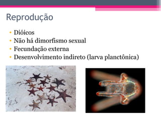 Reprodução
•   Dióicos
•   Não há dimorfismo sexual
•   Fecundação externa
•   Desenvolvimento indireto (larva planctônica)
 