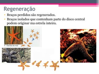 Regeneração
• Braços perdidos são regenerados.
• Braços isolados que contenham parte do disco central
  podem originar ma estrela inteira.
 