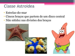 Classe Astroidea
• Estrelas-do-mar
• Cincos braços que partem de um disco central
• Não nitidez nas divisões dos braços
 