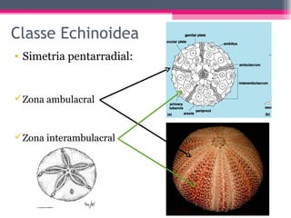 Classe Echinoidea
• Simetria pentarradial:


Zona ambulacral


Zona interambulacral
 