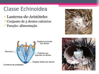 Classe Echinoidea
• Lanterna-de-Aristóteles
Conjunto de 5 dentes calcários
Função: alimentação
 