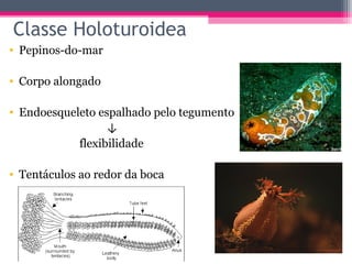 Classe Holoturoidea
• Pepinos-do-mar

• Corpo alongado

• Endoesqueleto espalhado pelo tegumento
                  ↓
            flexibilidade

• Tentáculos ao redor da boca
 