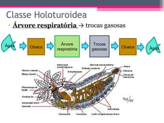 Classe Holoturoidea
 • Árvore respiratória → trocas gasosas


Água               Árvore        Trocas
        Cloaca                            Cloaca   Água
                 respiratória   gasosas
 