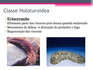 Classe Holoturoidea
• Evisceração
Eliminam parte das visceras pela cloaca quando molestado
Mecanismo de defesa → distração do predador e fuga
Regeneração das visceras
 