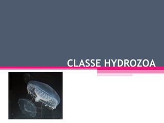 CLASSE HYDROZOA
 