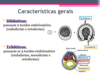 Características gerais
                                    Ectoderme
 Diblásticos:
possuem 2 tecidos embrionários
  (endoderme e ectoderme).




 Tribláticos:                            Endoderme

possuem os 3 tecidos embrionários
     (endoderme, mesoderme e
                                      c
           ectoderme).
                                      c

                                      c
 