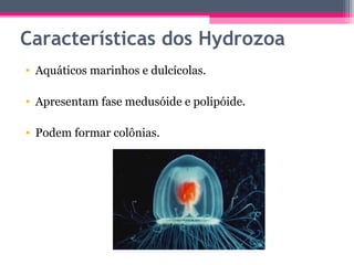 Características dos Hydrozoa
• Aquáticos marinhos e dulcícolas.

• Apresentam fase medusóide e polipóide.

• Podem formar colônias.
 
