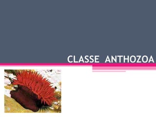 CLASSE ANTHOZOA
 