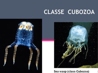 CLASSE CUBOZOA
 