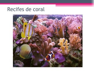 Recifes de coral
 