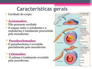 Características gerais
 Cavidade do corpo:

 Acelomados:
 Não possuem cavidade
 O espaço entre o ectoderme e a
  endoderme é totalmente preenchido
  pela mesoderme.

 Pseudocelomados:
 O pseudoceloma é revestido
  parcialmente pela mesoderme.

 Celomados:
 O celoma é totalmente revestido
 pela mesoderme.
 