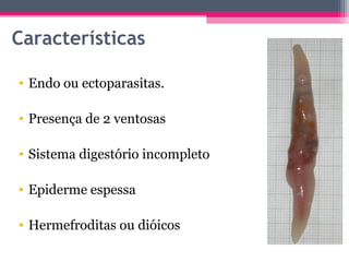 Características

• Endo ou ectoparasitas.

• Presença de 2 ventosas

• Sistema digestório incompleto

• Epiderme espessa

• Hermefroditas ou dióicos
 