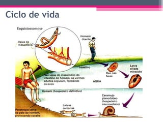 Ciclo de vida
 