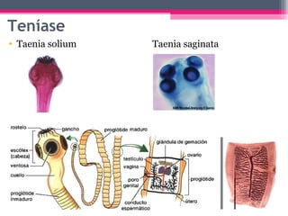 Teníase
• Taenia solium   Taenia saginata
 