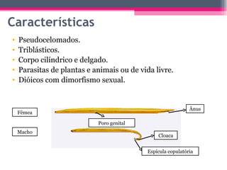 Características
•   Pseudocelomados.
•   Triblásticos.
•   Corpo cilíndrico e delgado.
•   Parasitas de plantas e animais ou de vida livre.
•   Dióicos com dimorfismo sexual.


                                                             Ânus
    Fêmea

                            Poro genital
    Macho
                                               Cloaca


                                           Espícula copulatória
 
