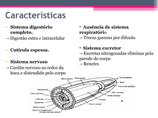 Características
• Sistema digestório              • Ausência de sistema
  completo.                       respiratório
→ Digestão extra e intracelular   → Trocas gasosas por difusão

• Cutícula espessa.               • Sistema excretor
                                  → Excretas nitrogenadas eliminas pela
                                  parede do corpo
• Sistema nervoso
                                  → Renetes
→ Cordão nervoso ao redor da
  boca e distendido pelo corpo
 
