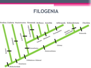 FILOGENIA

Porifera Cnidaria Platyhelminthes Nematoda Mollusca Annelida                                    Arthropoda Echinodermata          Chordata


                                                         ados
                                                  ocelom
                                                                                                      leto           ia ial
                                                                                                                  etr
                                                                                                  q ue        im arrad
                                                                                         Ex   oe s           S     t          Notocorda
                                                                                                               pe n
                                ados




                                             Pseud



                                                                                  eria
                                       m




                                                                              t am
                                  Acelo




                                                                           Me
                       sticos




                                                                       a
                                                                     om
                                                                 Cel
                  Diblá




                                                                                                 Celoma
                                                     Protostômios
            a
     Parazo




                                                                             Deuterostômios




                                            Triblásticos e bilateral

                                Eumetazoa
                Multiceluridade
 