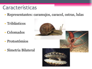 Características
• Representantes: caramujos, caracol, ostras, lulas

• Triblásticos

• Celomados

• Protostômios

• Simetria Bilateral
 