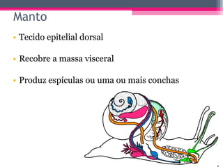 Manto
• Tecido epitelial dorsal

• Recobre a massa visceral

• Produz espículas ou uma ou mais conchas
 