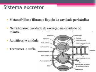 Sistema excretor

 • Metanefrídios : filtram o líquido da cavidade pericárdica

 • Nefridióporo: cavidade de excreção na cavidade do
   manto.

 • Aquáticos → amônia

 • Terrestres → uréia
 