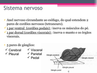 Sistema nervoso

• Anel nervoso circundante ao esôfago, do qual estendem 2
  pares de cordões nervosos (tetraneuro).
1 par ventral (cordões podais) : inerva os músculos do pé.
1 par dorsal (cordões viscerais) : inerva o manto e os órgãos
  viscerais.

• 5 pares de gânglios:
  Cerebral      Visceral
  Pleural       Parietal
                 Pedal
 