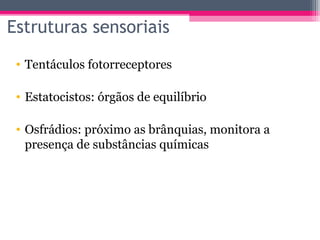 Estruturas sensoriais
 • Tentáculos fotorreceptores

 • Estatocistos: órgãos de equilíbrio

 • Osfrádios: próximo as brânquias, monitora a
   presença de substâncias químicas
 