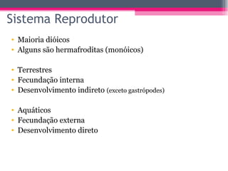 Sistema Reprodutor
• Maioria dióicos
• Alguns são hermafroditas (monóicos)

• Terrestres
• Fecundação interna
• Desenvolvimento indireto (exceto gastrópodes)

• Aquáticos
• Fecundação externa
• Desenvolvimento direto
 