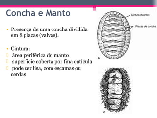 Concha e Manto
• Presença de uma concha dividida
  em 8 placas (valvas).

•   Cintura:
    área periférica do manto
    superfície coberta por fina cutícula
    pode ser lisa, com escamas ou
    cerdas
 