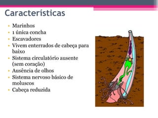 Características
•   Marinhos
•   1 única concha
•   Escavadores
•   Vivem enterrados de cabeça para
    baixo
•   Sistema circulatório ausente
    (sem coração)
•   Ausência de olhos
•   Sistema nervoso básico de
    moluscos
•   Cabeça reduzida
 