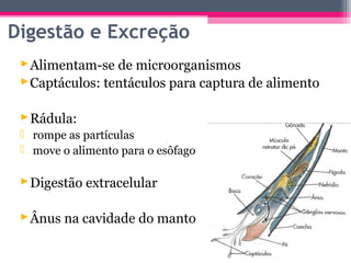 Digestão e Excreção
  Alimentam-se de microorganismos
  Captáculos: tentáculos para captura de alimento

  Rádula:
  rompe as partículas
  move o alimento para o esôfago

  Digestão extracelular

  Ânus na cavidade do manto
 