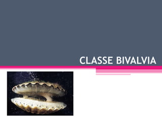 CLASSE BIVALVIA
 