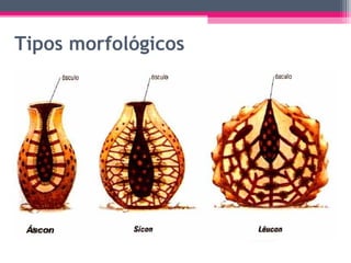 Tipos morfológicos
 